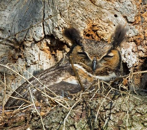 Great Horned Owl Eggs