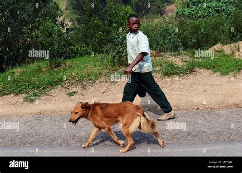 A Rwandan boy walking with his pet dog Stock Photo - Alamy