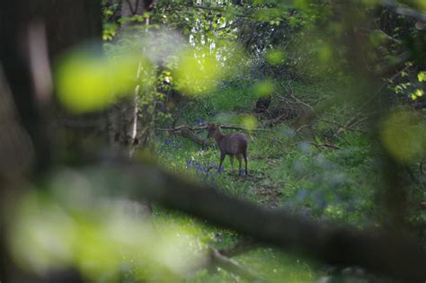 Muntjac Deer Sulham Derek Morgan Photos Flickr