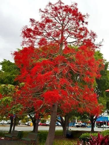 Brachychiton Acerifolius Árbol De Fuego 4lts