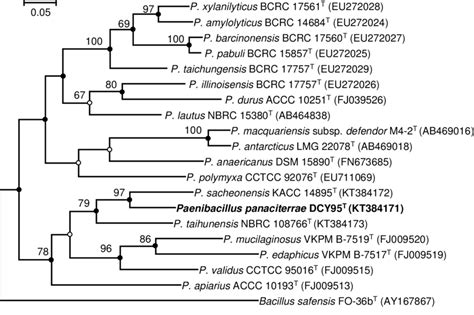 Fig S Maximum Likelihood Phylogenetic Tree Based On Gyrb Gene