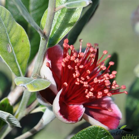 Feijoa White Goose Incredible Edibles Nzs Edible Plant Specialists