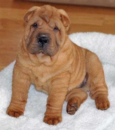 Cutie Sharpei Shar Pei Puppies Shar Pei Dog Poodle Puppy