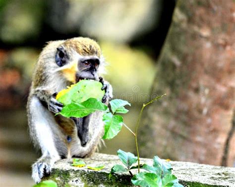 De Groene Aap Van Barbados Stock Foto Image Of Krijg 132400744