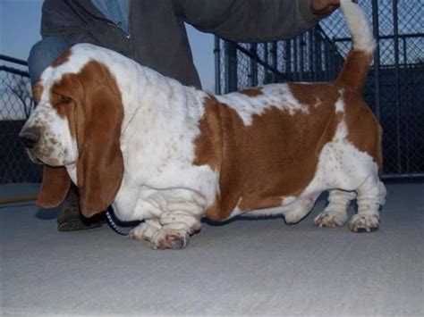 Basset Hound Info, Temperament, Puppies, Pictures