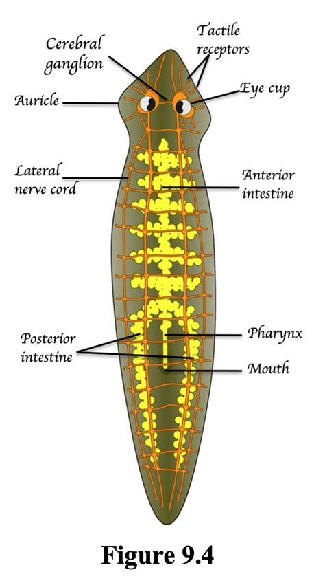 Planaria Auricle