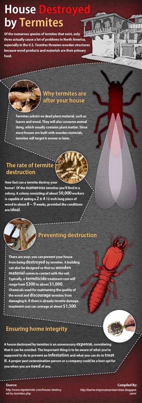 House Destroyed By Termites Infographic Termites House Termites