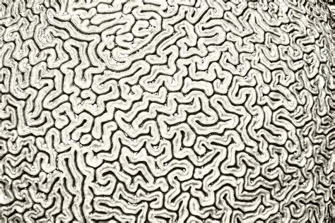 Coral Pattern