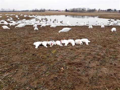 Guided Snow Geese Hunts Trophy Guided Duck And Goose Hunts Pennsylvania Geese At Your Feet