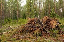 Nowe Zasady Sprzeda Y Drewna Stabilizuj Ceny I Ograniczaj Wyw Z