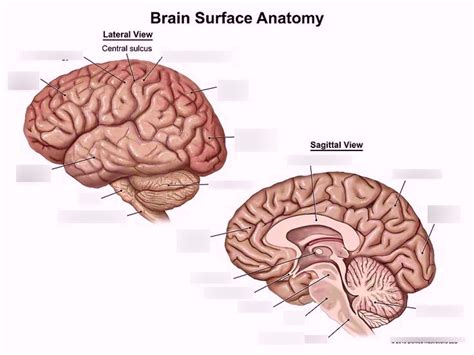 Neuroanatomy Diagram Quizlet