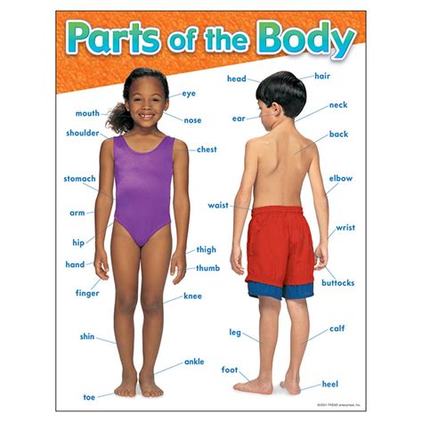 Parts of the Body Learning Chart, 17" x 22" - T-38048 | Trend Enterprises Inc. | Science