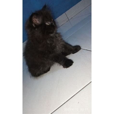 Anak Kucing Anggora Hitam - 55+ Koleksi Gambar