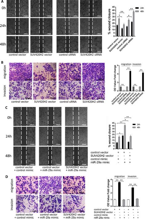 Mir 29a Promotes Breast Cancer Cells Migration And Invasion Via