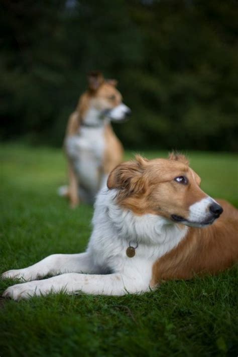 welsh sheepdog photo | Welsh Sheepdog / Ci Defaid Cymreig / Welsh ...