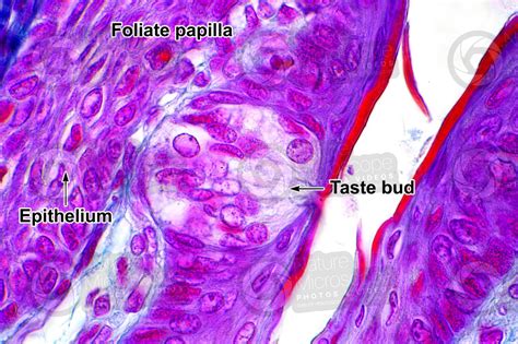 Rat Tongue Longitudinal Section X Rat Mammals Digestive