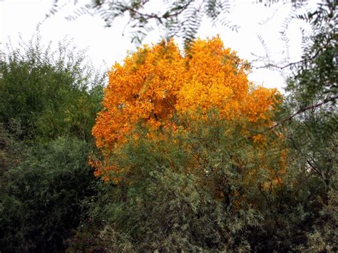 Riparian Preserve Photography: The Foliage