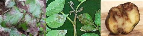 Late Blight Of Potato On Leaves Left Leaves And Stem Middle And Download Scientific