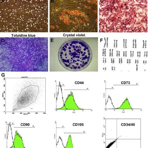 Characterization Of Bone Marrow MSCs BM MSCs From A Cisplatin Induced