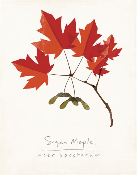 Sugar Maple Leaf Drawing at GetDrawings | Free download