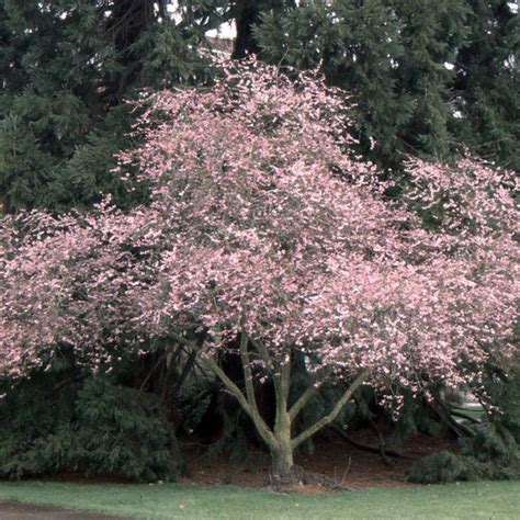 Višňa chĺpkatá AUTUMNALIS ROSEA 200 250 cm najpalmy sk