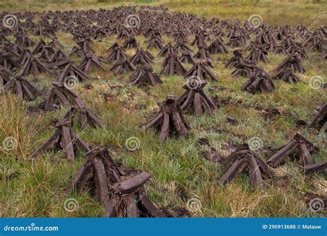 Stacked Peat Blocks, Drying. Stock Photo - Image of bogs, irish: 290913688