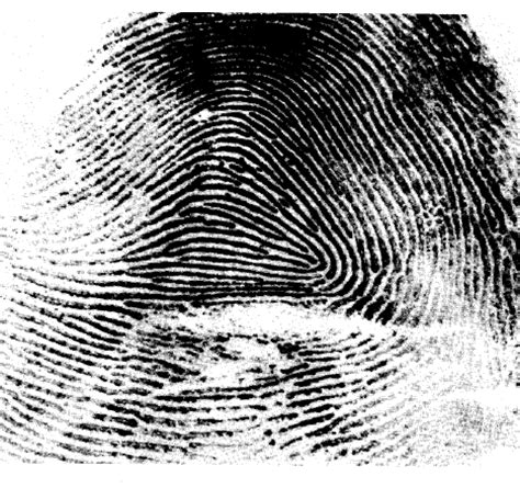 Analisa Sidik Jari Fingerprint Analysis FINGERPRINTS OF MALCOLM X