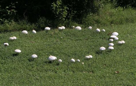 This Is How You Become A Mushroom Forager First Light Farm