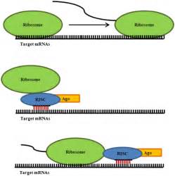 Rnas Translation Repression Typically Mrnas Is Translated Into