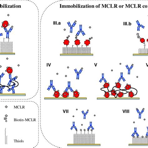 Assay Formats I Covalent Immobilization Of The Antibody Via