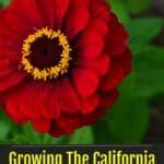 How To Grow The California Giant Zinnia