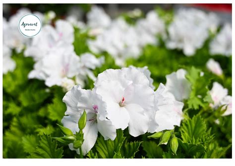 Агроцвет Гарден Центар - 🌺Кралската сардела произведува карактеристична ...