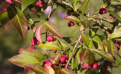 Fusain D Europe Euonymus Europaeus Bonnet Carr Plantation Entretien