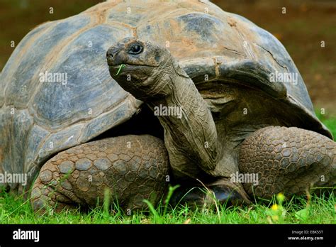 Tortue géante des Seychelles Aldabran tortues géantes d Aldabra