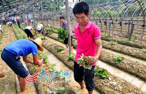 发展“一村一品” 特色种植与“农家乐”助村民增收（图）新闻中心新浪网