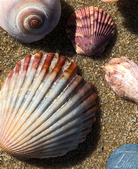 Who Loves Finding Seashells During Their Sandbridge Vacation