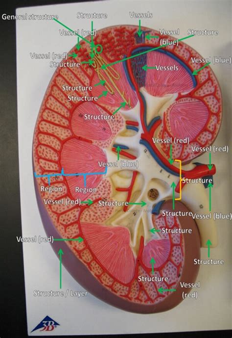 AP II Lab Kidney Model Diagram Quizlet