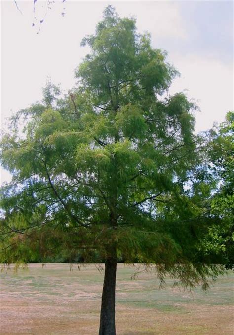 Taxodium distichum. Swamp Cypress. NZLANDSCAPES landscaping Ideas NZ.