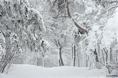 editorial-travel-montreal-winter-mont-royal-park-15 – David Giral Photography Blog