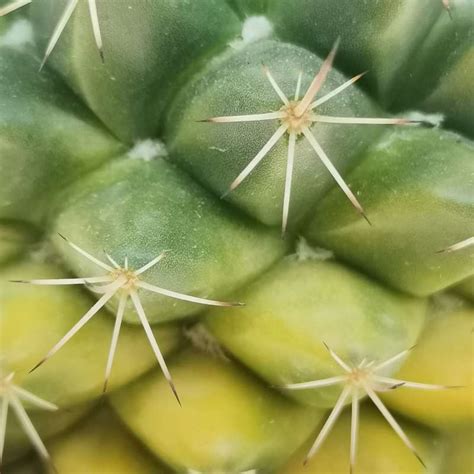 Mammillaria Melanocentra F Variegata 10 Cm Cactaceae Giromagi