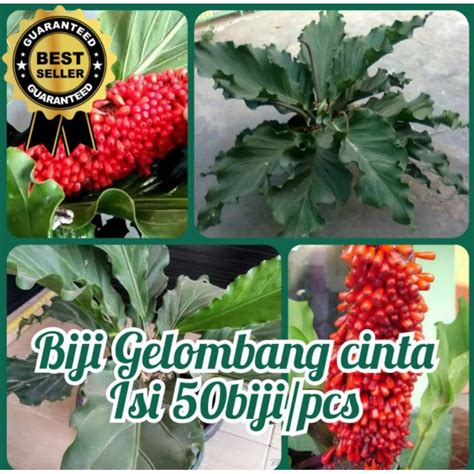 Jual Biji Bunga Gelombang Cinta Isi 50 Pcs Tanaman Flower Seeds Benih