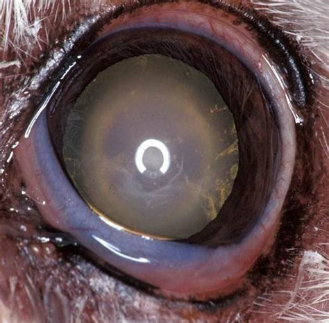 Image: Nuclear sclerosis and early cataract formation, dog - MSD ...