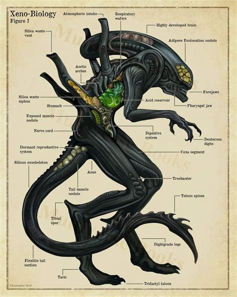 Just in case it's xenomorphs this January, here's its anatomy to give ...