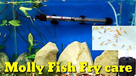 How To Care Molly Fish Fry Baby Molly Fish Care YouTube