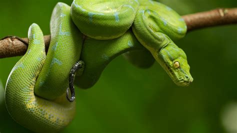 Pitón Verde Arborícola Morelia viridis YouTube