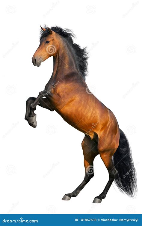 Rearing Horse Royalty-Free Stock Image | CartoonDealer.com #39476770