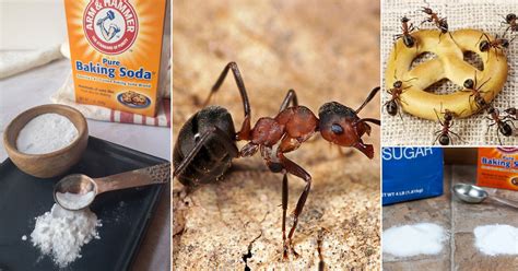 Does Baking Soda Kill Ants Ants Vs Baking Soda