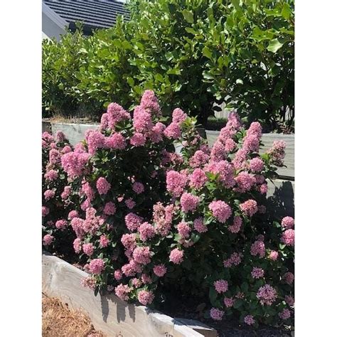 Robinsons Nursery Escallonia Pink Elle General Tands Flowering Mitre 10™