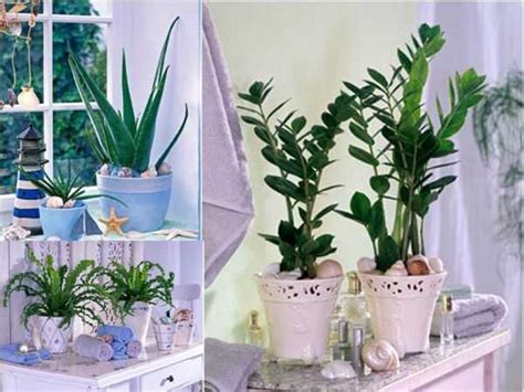 Светолюбивые комнатные растения – Светолюбивые комнатные растения ...