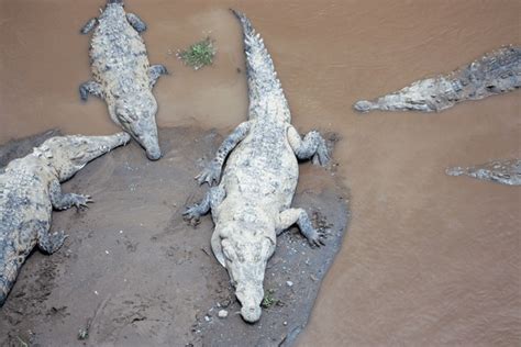 77 Crocodile Crawling On Land Royalty-Free Images, Stock Photos ...